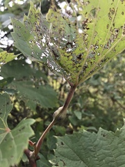 Neolasioptera vitinea