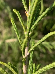 Passerina rigida