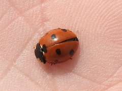 Coccinella septempunctata