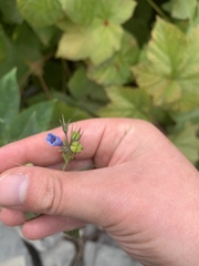 Mertensia paniculata