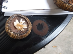 Lacrymaria echiniceps