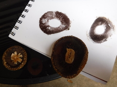 Lacrymaria echiniceps