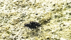 Cicindela ocellata rectilatera