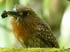 Moustached Puffbird photo 2
