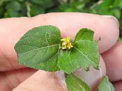 Calyptocarpus vialis