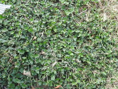 Calyptocarpus vialis