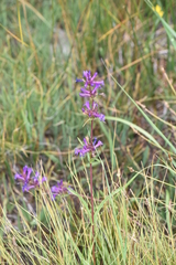 Penstemon rydbergii
