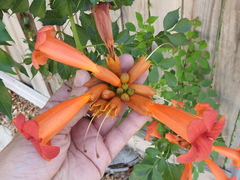 Campsis radicans