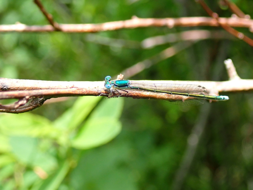 Sedge Sprite from Schoen Lake, Mount Waddington, British Columbia ...