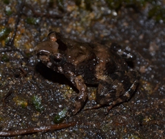 Mantidactylus lugubris