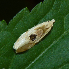 Aethes angustana