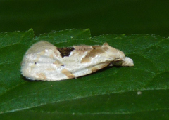 Aethes angustana