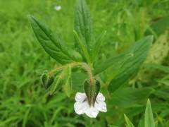 Trichodesma inaequale