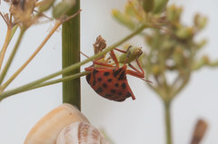 Graphosoma semipunctatum