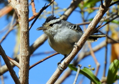 Herpsilochmus atricapillus