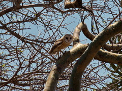 Tyto alba poensis