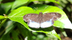 Pythonides proxenus