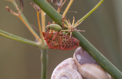 Graphosoma semipunctatum