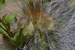 Eulychnia breviflora