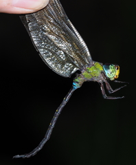 Heliaeschna uninervulata