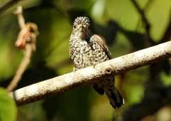 Picumnus albosquamatus