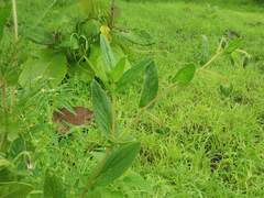 Trichodesma inaequale