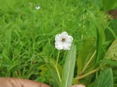 Trichodesma inaequale