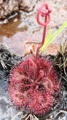 Drosera burkeana