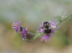 Bombus bifarius