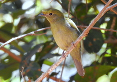 Antilophia galeata