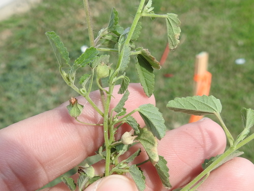 Sida abutilifolia