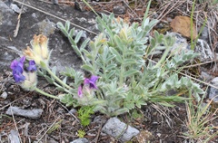 Oxytropis bracteata