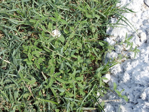 Sida abutilifolia, photograph 1