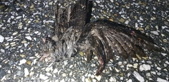 Caprimulgus jotaka
