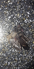 Caprimulgus jotaka