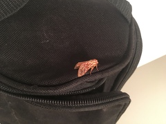 Lophocampa roseata