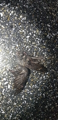 Caprimulgus jotaka