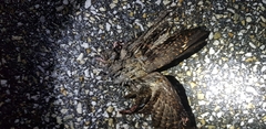 Caprimulgus jotaka