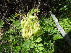 Astragalus americanus