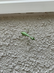 Mantidae