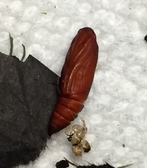 Psara obscuralis