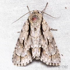 Acronicta texana