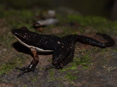 Blommersia grandisonae