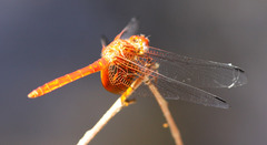 Dythemis maya