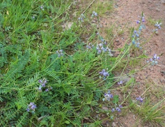 Oxytropis glabra