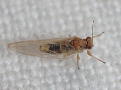 Kuwayama medicaginis