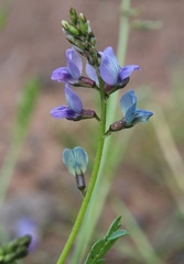 Oxytropis glabra