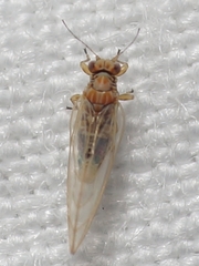 Kuwayama medicaginis