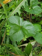 Fragaria × ananassa