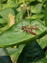 Polistes fuscatus